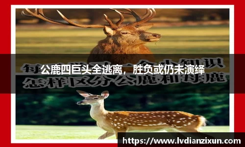 博鱼